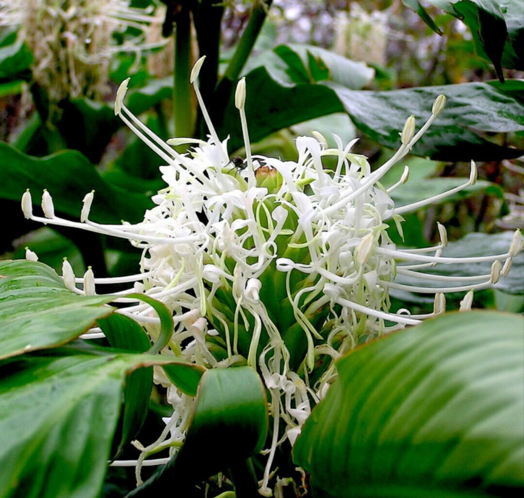Hedychium thyrsiforme