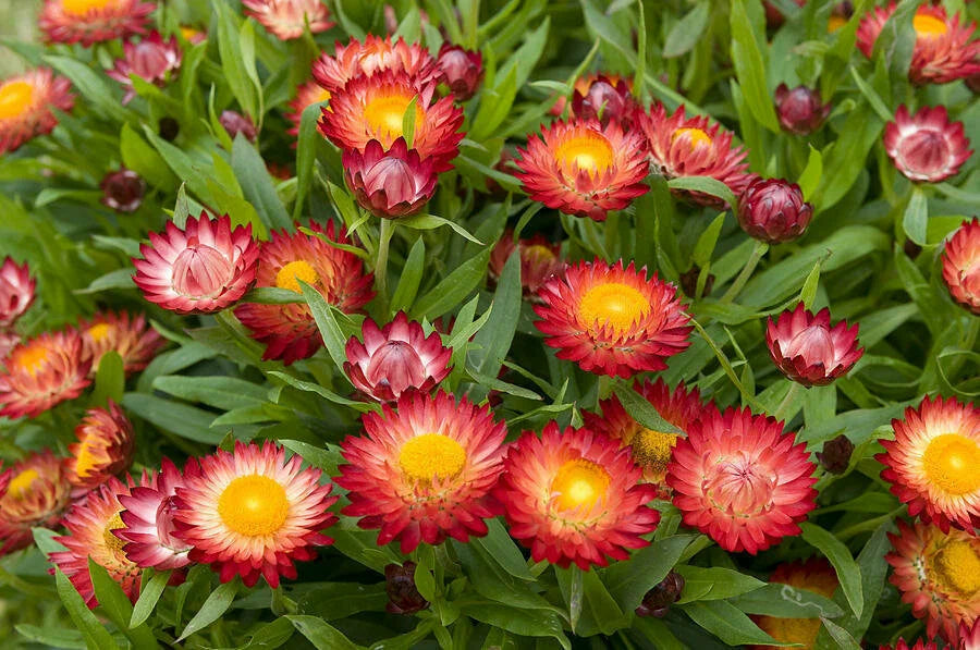 Helichrysum bracteatum nanum 'Tom thumb' mix