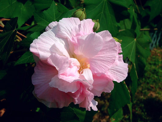 Hibiscus Mutabilis