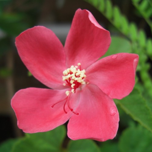 Hibiscus ferrugineus