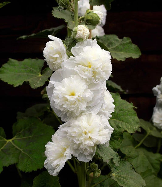 Hollyhock Chaters Double Triumph White