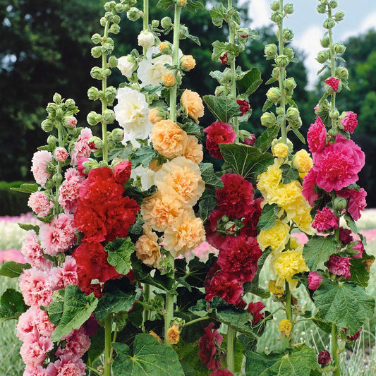 Hollyhock 'Majorette double' mix