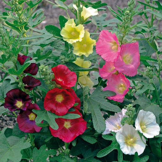 Hollyhock single mix - Alcea ficifolia