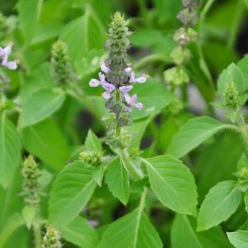 Holy Basil Herb