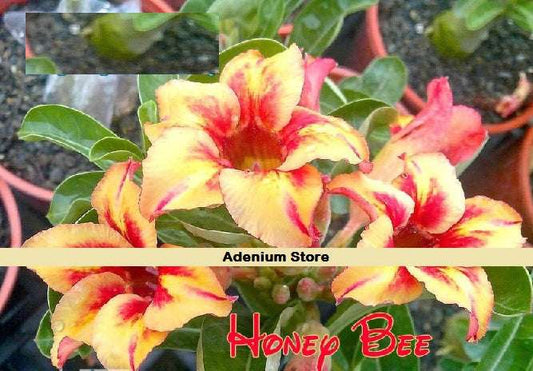 Adenium Obesum Honey Bee
