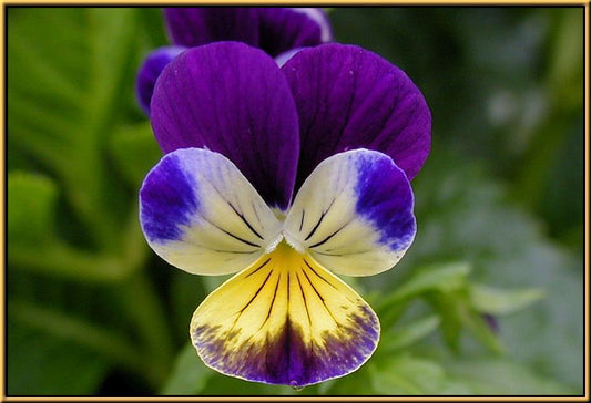 Horned Pansy 'John Jump Up' Helen Mount