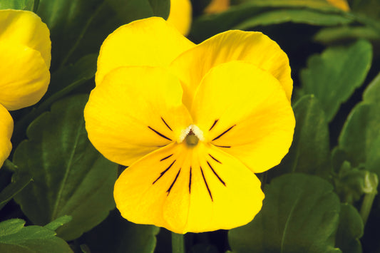 Horned Pansy 'Prince John'