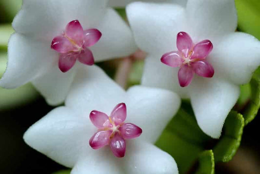Hoya lanceolata subsp. lanceolata porcelain flower