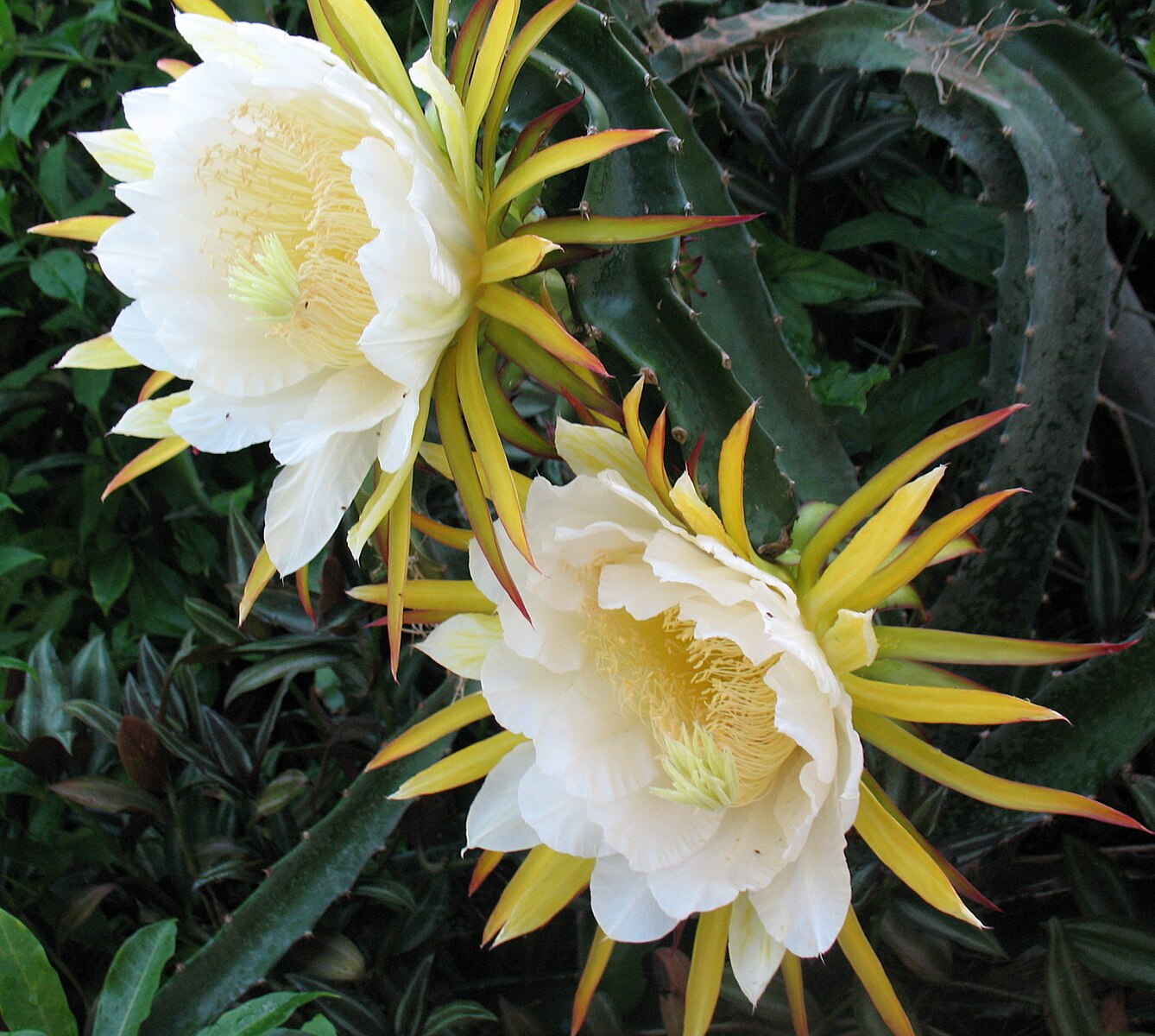 Hylocereus Megalanthus