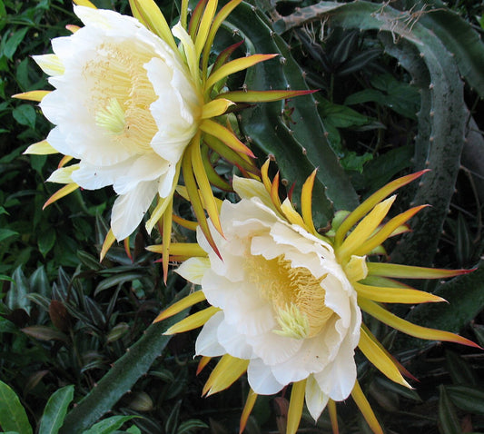 Hylocereus Megalanthus