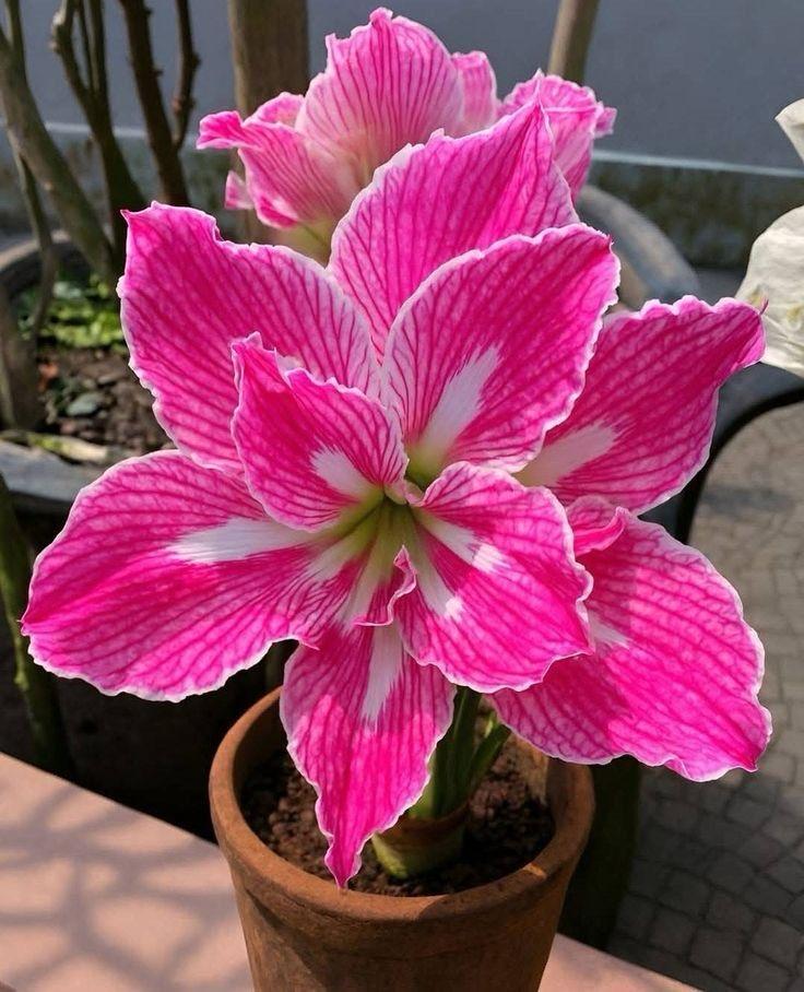 Double Amaryllis Pretty Nymph