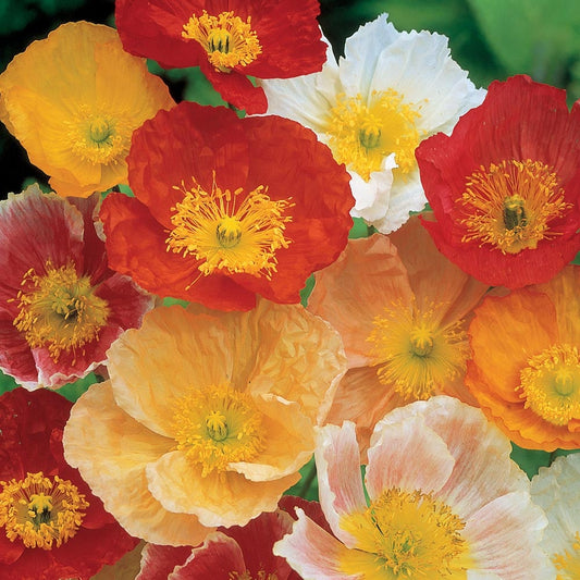 Iceland Poppy Artists Glory Mix