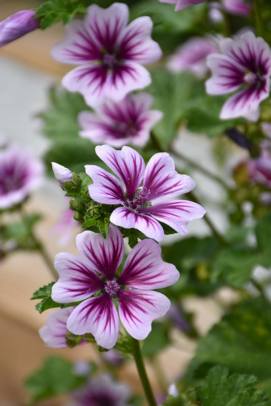 Mallow 'Zebrina'