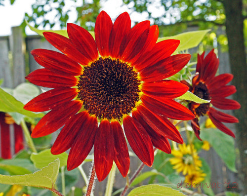 Fire Red Sunflower