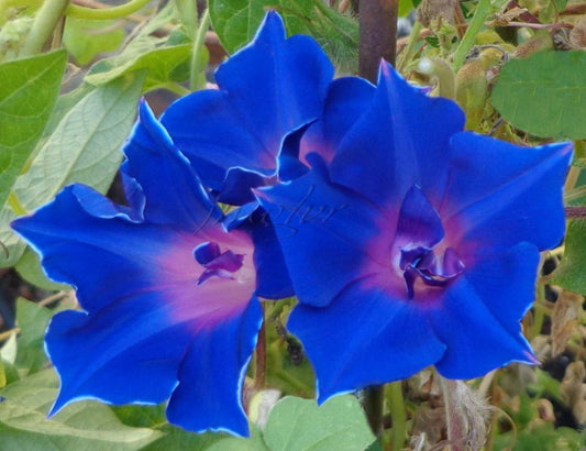 Japanese Morning Glory