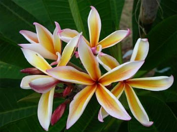 Jeranan Plumeria