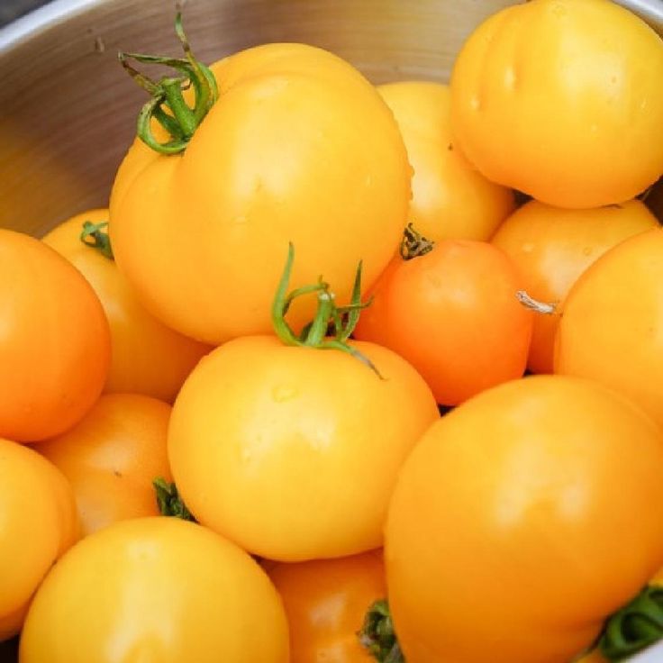 Jubilee Tomato
