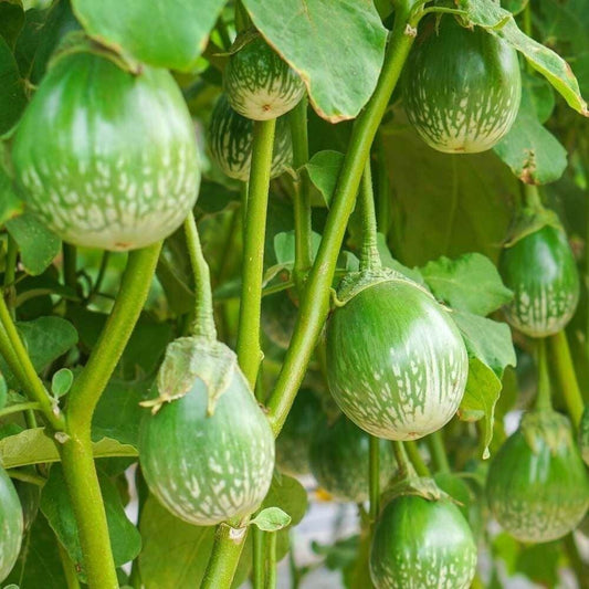 باذنجان كيرميت التايلندي الأخضر