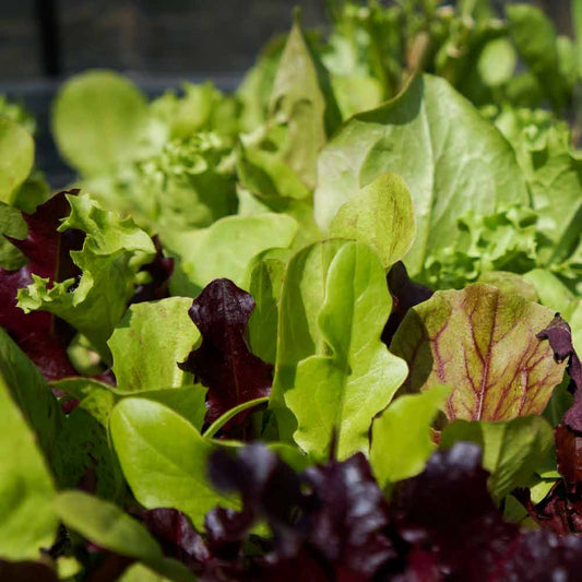 Lactuca sativa - French mixed salad