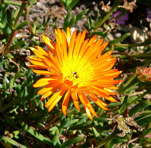 Lampranthus bicolor
