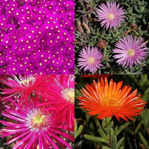 Lampranthus mix