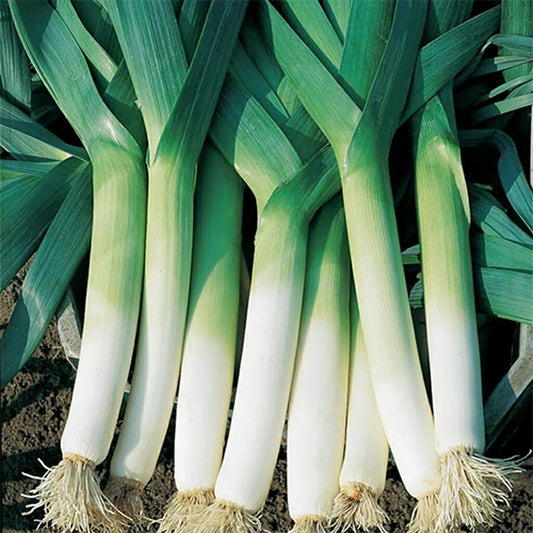 Large Leek 'Monstruoso di Carentan 2'