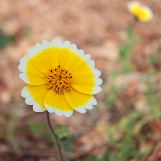Layia 'Coastal tidy tips'