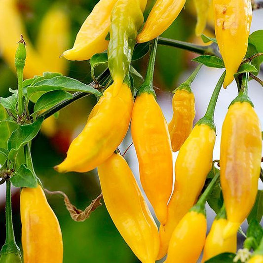 Lemon Drop Hot Pepper