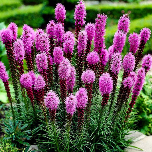 Liatris spicata 'Gayfeather Pink'