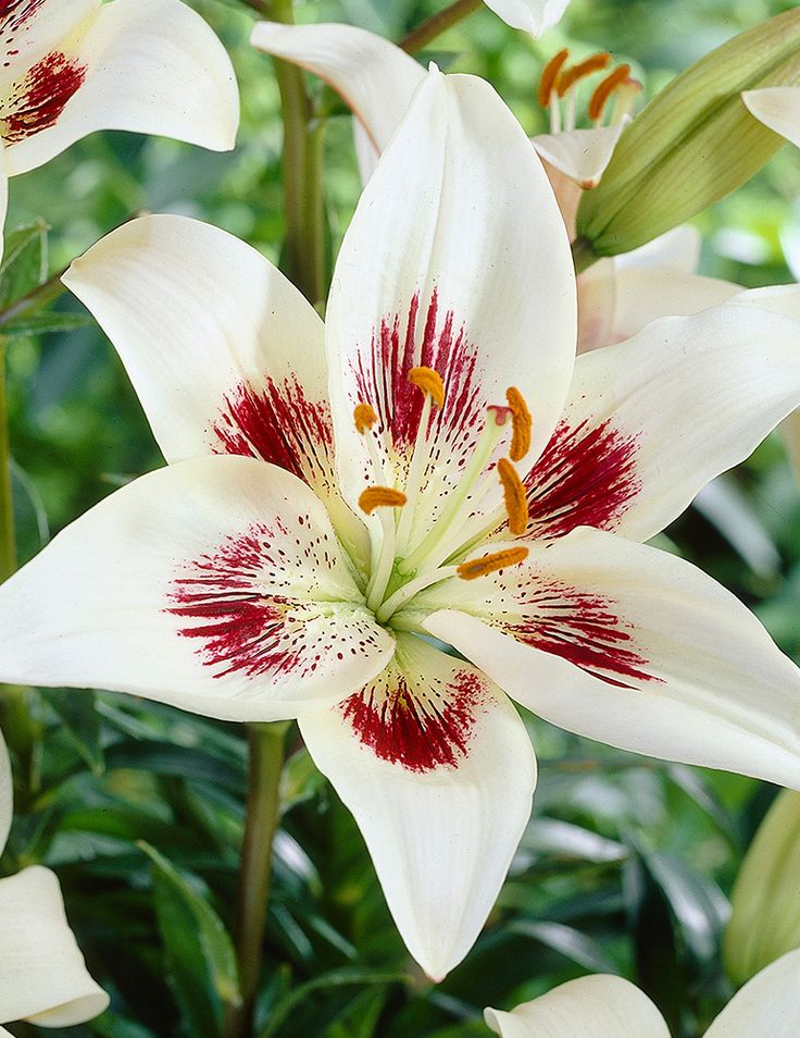 Lilium White Pixels