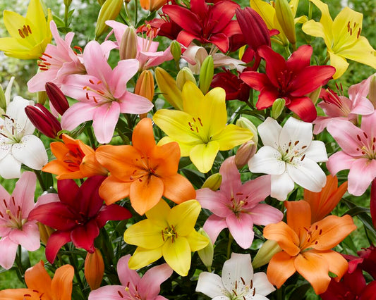 Lilium mix