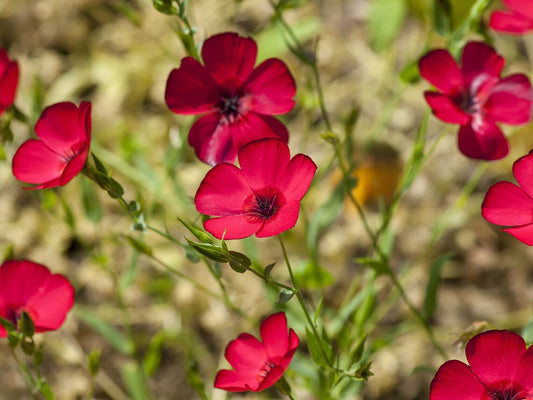 Linum grandiflorum 'Scarlet flax'