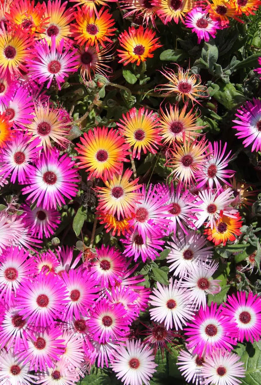 Livingstone Daisy Mixed
