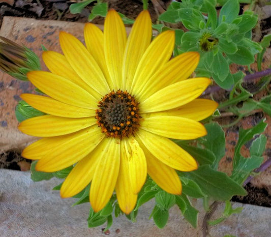Livingstone Daisy Yellow