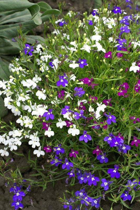 Lobelia 'Cascade' mix