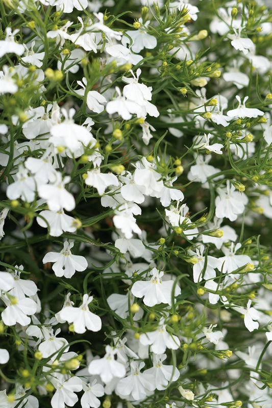 Lobelia 'Cascade' white