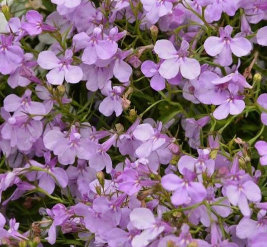 Lobelia pendula 'Lilac'