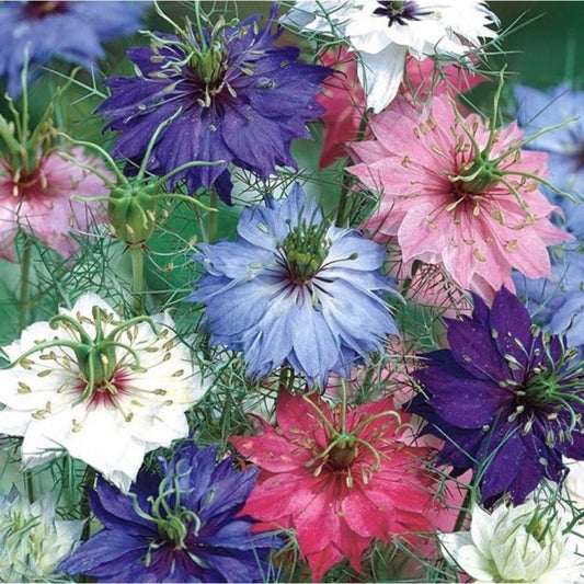 Love in a mist `Miss Jekyll` double mix