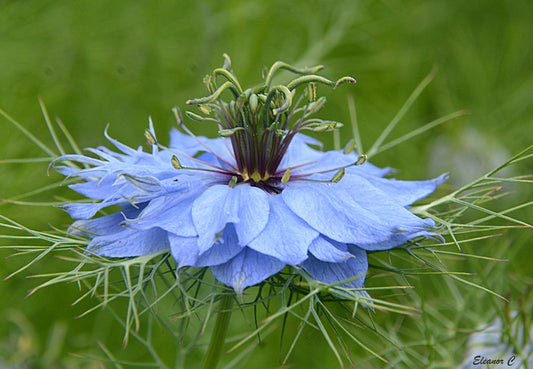 Nigella damascena 'Miss Jekyll' indigo blue