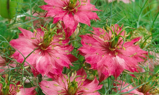 Nigella damascena `Persian Jewels` red