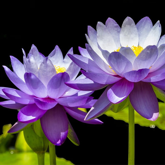 Purple Lotus