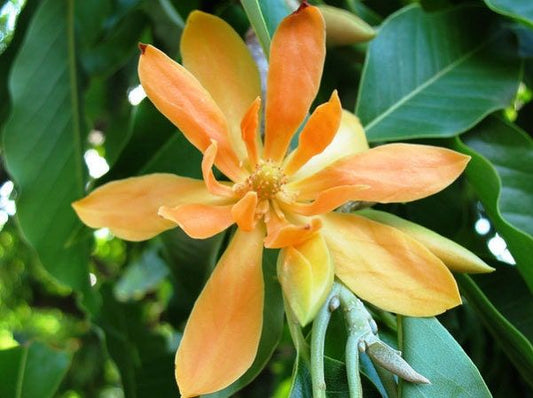 Magnolia Champaca - Joy Perfume Tree