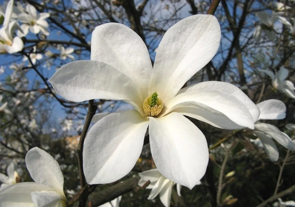 Magnolia kobus