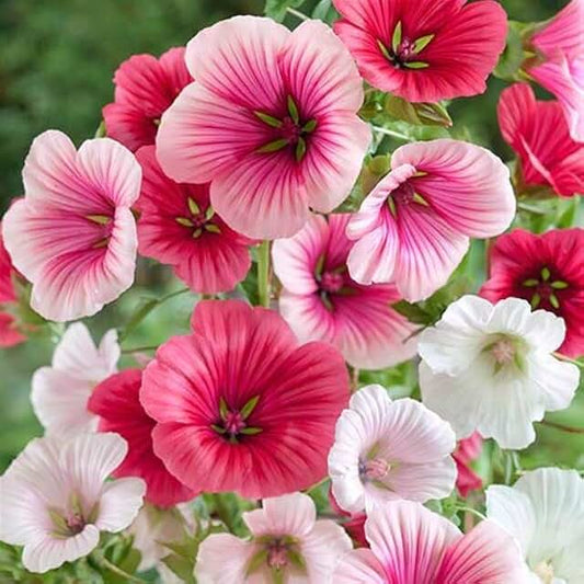 Mallow mix