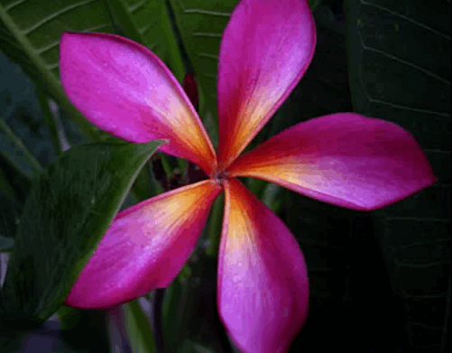Plumeria Rubra Mango Bush