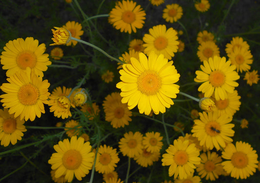 Marguerite Yellow Daisy