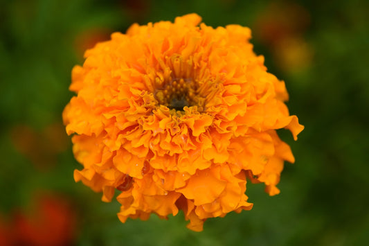 Marigold Orange Gitana