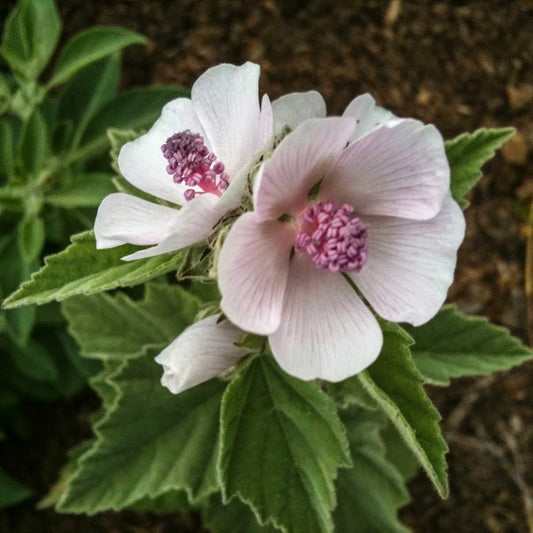 Marsh Mallow