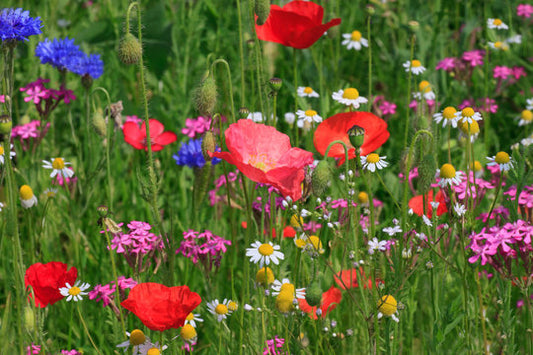 Meadow Flower mixed