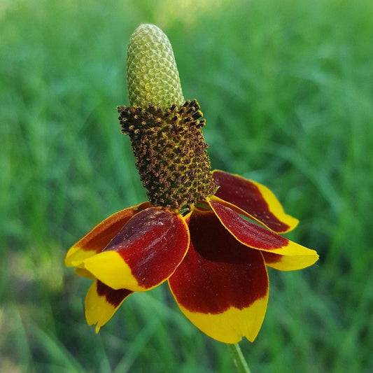 Mexican hat